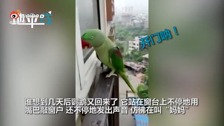 Benar-benar seperti anak kecil yang berbuat salah! Setelah kabur dari rumah, burung beo menyesal dan