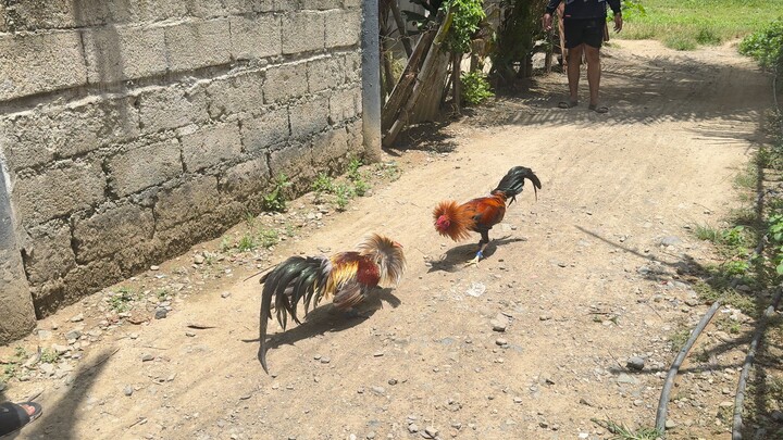 abuhon & Boston Albany