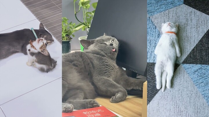 في كل ألف قطة، ستجد ألف طريقة للنوم!