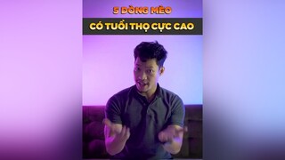 5 dòng mèo có tuổi thọ cực cao dcgr tuitienpet LearnOnTikTok pet cat