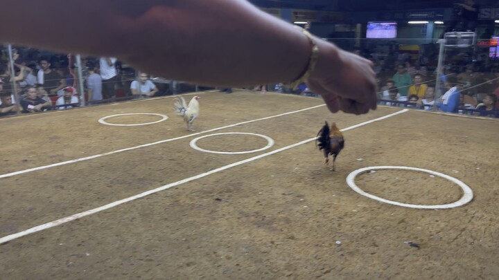 Loss duke hulsey lemon