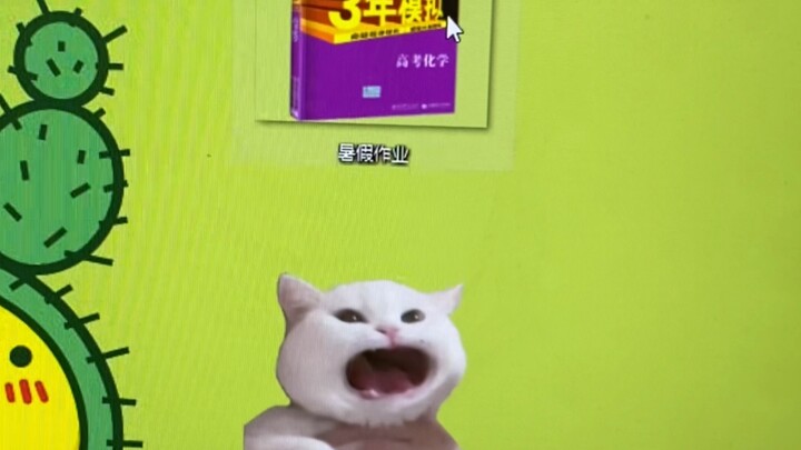 小猫咪也要写作业吗