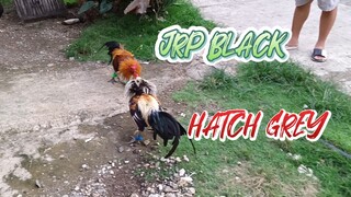 Hatch Grey VS Navajero Gilmore spar.