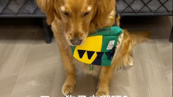 Ternyata… kesempatan memang diberikan kepada anjing yang pintar.