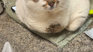 Làm tôi tìm mãi mới thấy.