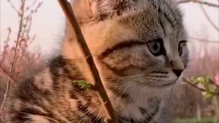 แมวหางจิ้งจอกในตำนานที่กดดันต้นไฮเดรนเยีย...