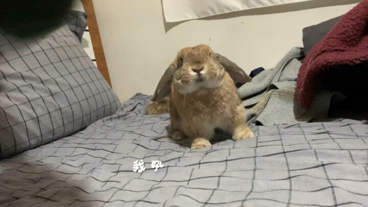 How Does Mini Lop Gets Angry