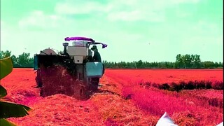 Máy Cắt Lúa KUBOTA 105x Có Nhạc l Bé Xem Máy Cắt Lúa