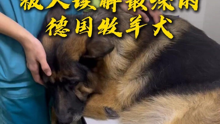 A dog that’s been deeply misunderstood