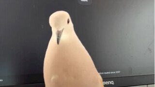 Gugu likes you too