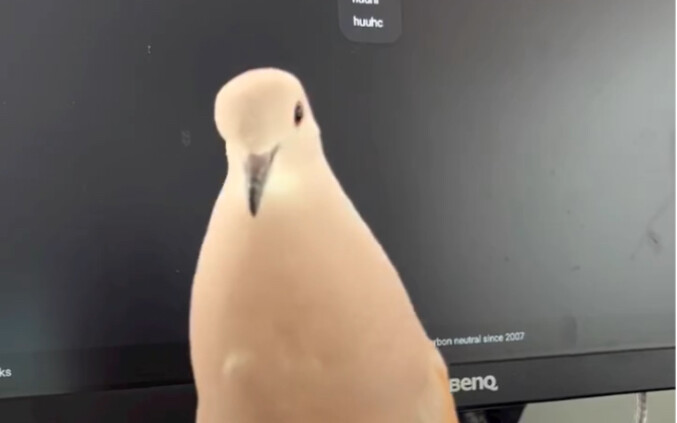 Gugu cũng thích bạn