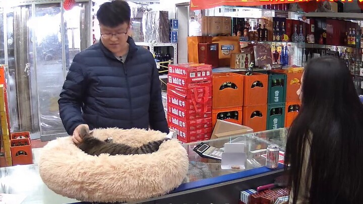 A man went into the store to shop and was shocked when he saw the boss's fat cat: Is this a cat? One