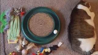 รวมคลิปวิดีโอน่าสนใจจากต่างประเทศ ดูจบแล้วรู้สึกว่าโลกทั้งใบช่างสนุกสนานเหลือเกิน! #131