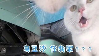 小猫咪，你打算“离家出走”啊？猫：哼 谁外面还没几个朋友！！