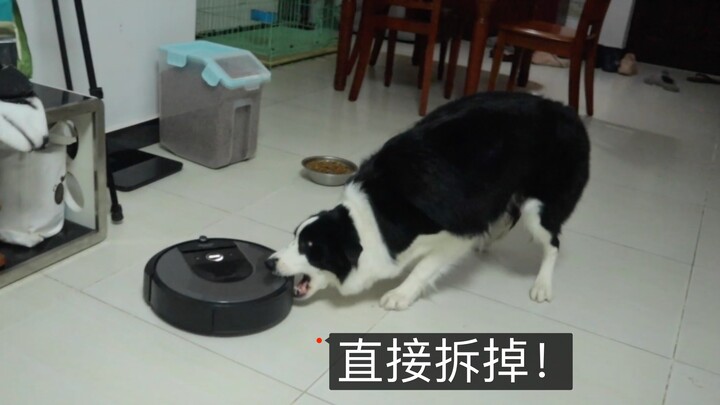 Apa reaksi anjing husky saat pertama kali bertemu dengan robot penyapu lantai?