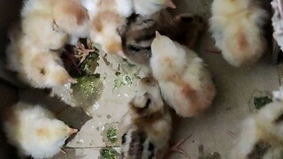 The solid bloodline in our JR&R Backyard Breeder. Pure 5K sweater, Sweater Gilmore and Sweater Bost.