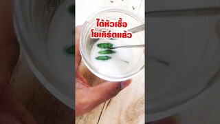 โยเกิร์ตเจ ใช้วัตถุดิบเพียง2อย่าง เนื้อเนียบนุ่มละมุน
