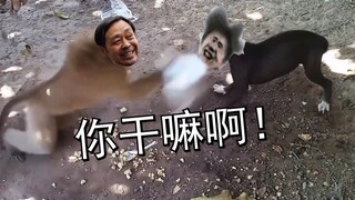 马老师疯狂偷袭，小黑子节节败退！