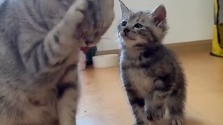 Education from Mom Cat