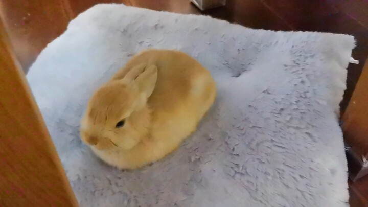 توتو! كيف تحولت إلى فطيرة أرنب؟