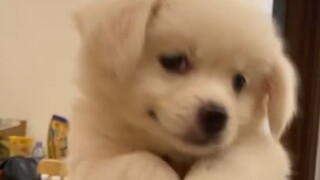 "Psikiater terbaik adalah anak anjing yang bodoh!"