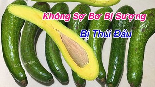 Bỏ túi ngay Mẹo hay này để có quả Bơ Chín Đều Ngon ăn mà không sợ bị sượng hay thúi đầu nữa