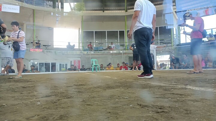 5 cock elimination 1st fyt win