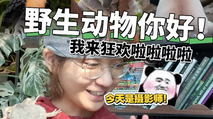 Aku berpura-pura jadi fotografer satwa liar—pertama-tama, mari kita mulai dengan burung mangga…