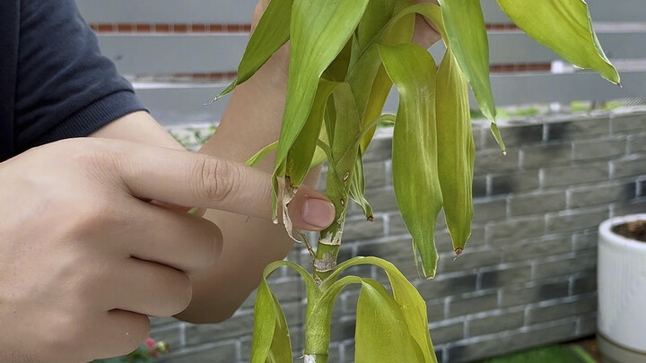 How to Propagate Lucky Bamboo Cuttings