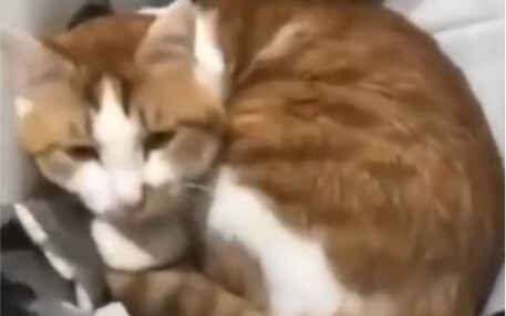 Cat: Shivering with cold—when can the calico cat finally stand up?