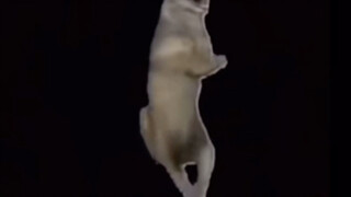 อันดับหนึ่งของทั้งเว็บไซต์, แปลเต็มเรื่องของราชาหมาป่า