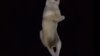 الأول على الموقع بالكامل، الترجمة الكاملة لـ"ملك الذئاب"