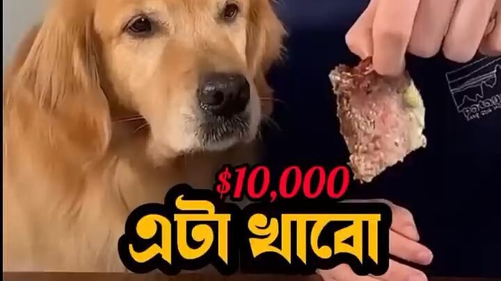 Mr Beast Bangla Daibing Video #mrbeast #shortvideo