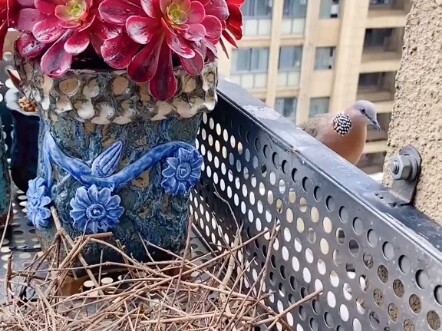 Aku menyelamatkan seekor merpati di tengah hujan, lalu...