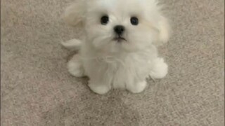 كلب مالتيز هادئ