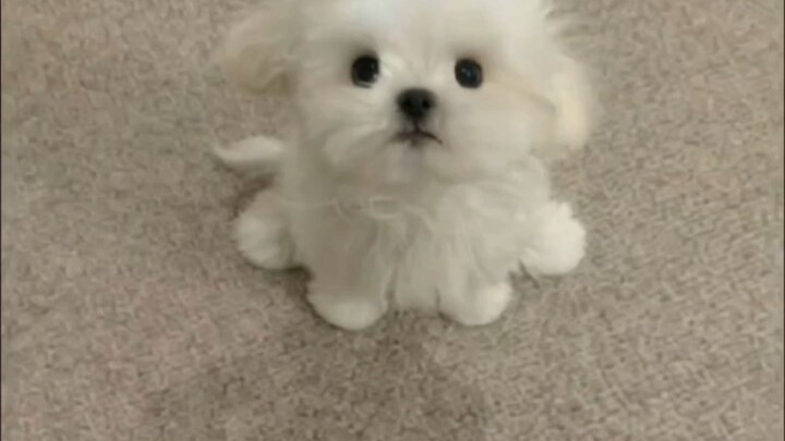 كلب مالتيز هادئ