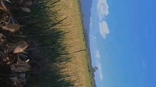 binalik ang dating trend