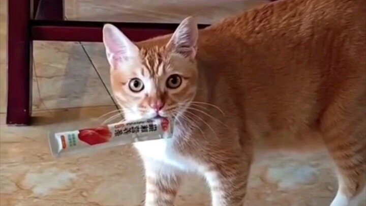 Mèo: A này, tự động nhặt đồ quên tắt rồi