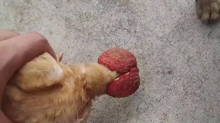 Dibuat Bingung oleh Leci hingga Tak Bisa Melihat Jelas