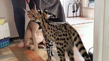 Ketika kucing caracal bertemu kucing serval...