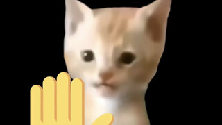 Tolong taruh semua yang ada di tanganmu, dengarkan si kucing kecil bernyanyi.