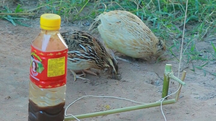 [World Curiosities Commentary] The latest video is now live—come check it out!