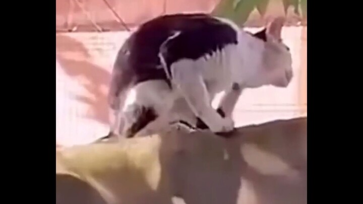 The Ugly Cats Compilation