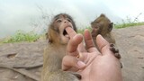 Happy Time To Play With Young Baby Monkey, Jino, Malo, Cris, Jinger, And Prin, They So Happy With Me