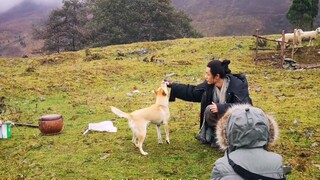 【中华田园犬】羡慕大黄，大黄你给肖战小哥哥点面子吗，不要欺负人家。官方今天才宣传大黄，多谢大家对大黄的支持，