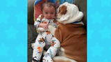 สุนัขและทารกเป็นเพื่อนที่ดีที่สุด 👶🐶 Dogs BabySitting Babies