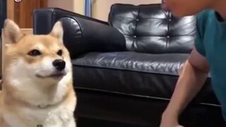 Shiba Inu super narsis yang berkelahi setiap kali pemiliknya mengatakan dia tidak lucu!