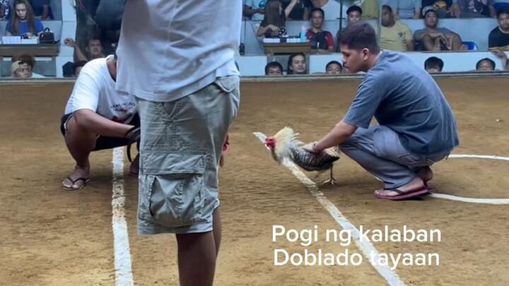 Unang salang Thompson white blood