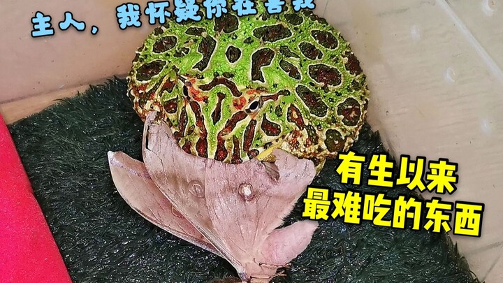 คางคกตัวเหี้ยนกินผีเสื้อกลางคืน!