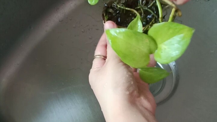 The SHOCKING Truth About Cleaning Your Plants Nobody Tells You